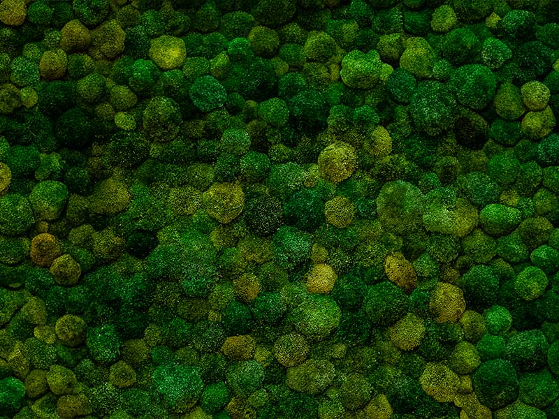 Maria Toft Rasmussen